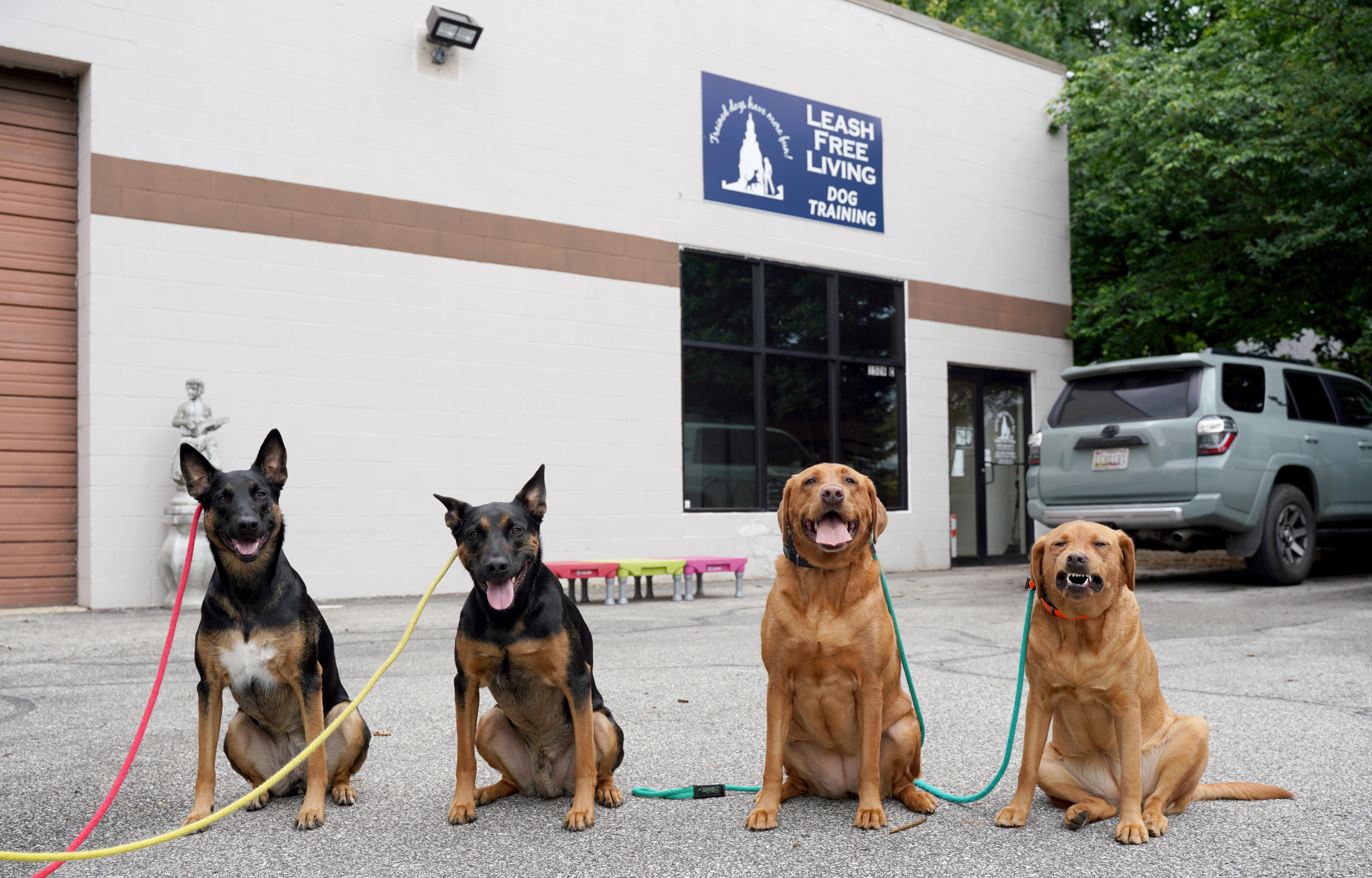 Understanding Your Dogs Behavior and Needs