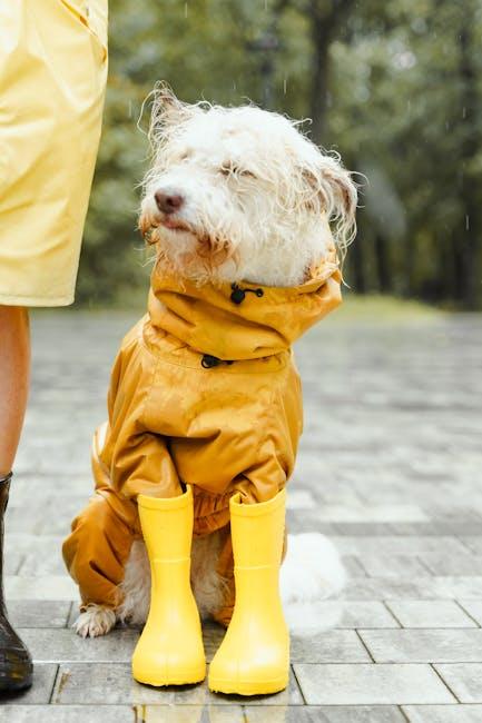 Creating a Safe Space for Your Furry Friend