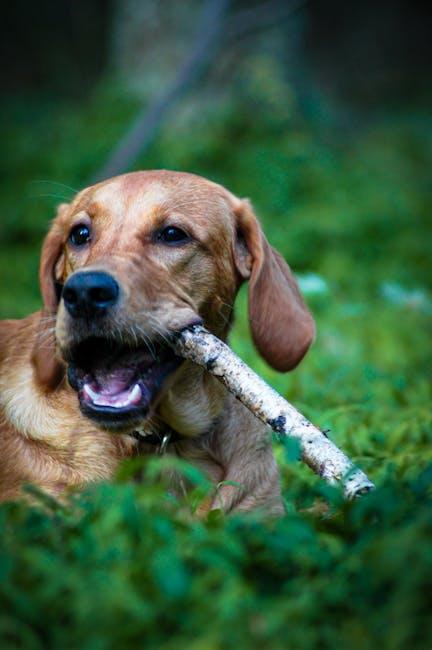 Training Techniques to Discourage‍ Unwanted Chewing