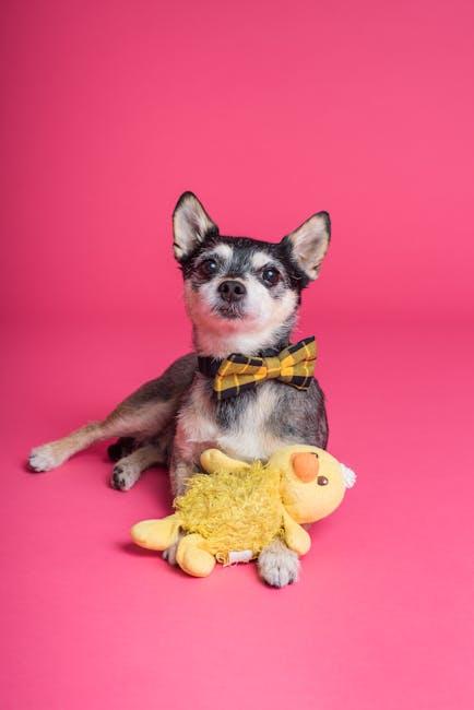 Choosing the Right Toys for Your Dogs Comfort
