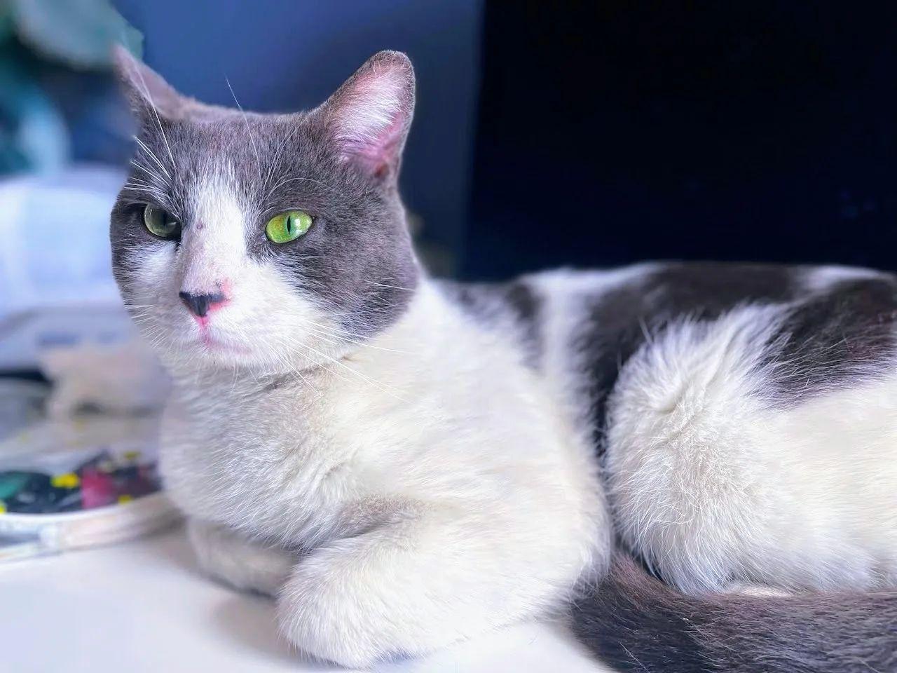 Choosing the Right Bone Marrow for Your Furry Friend