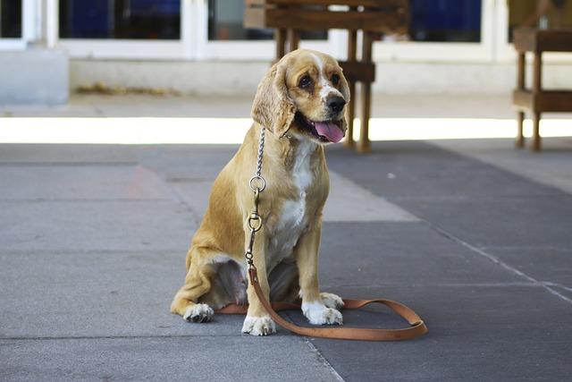 Incorporating Obedience Training into⁤ Play
