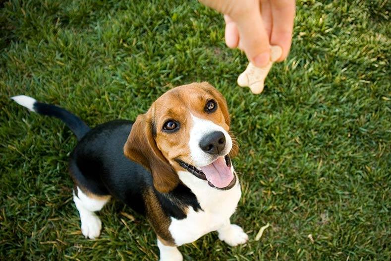 Avoiding Common Mistakes in Reward-Based Dog⁣ Training