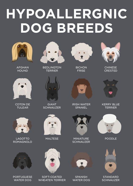 Choosing Hypoallergenic Dog Breeds and Grooming Techniques