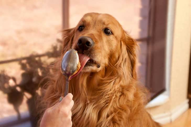 Exploring the Benefits: ⁣Why Dogs Love ‍Peanut Butter