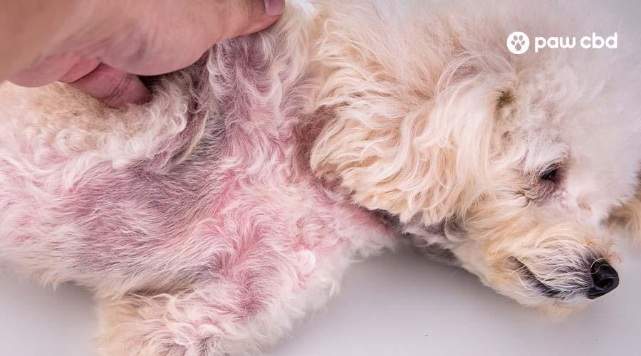 Understanding Common Causes of Canine Skin Irritation