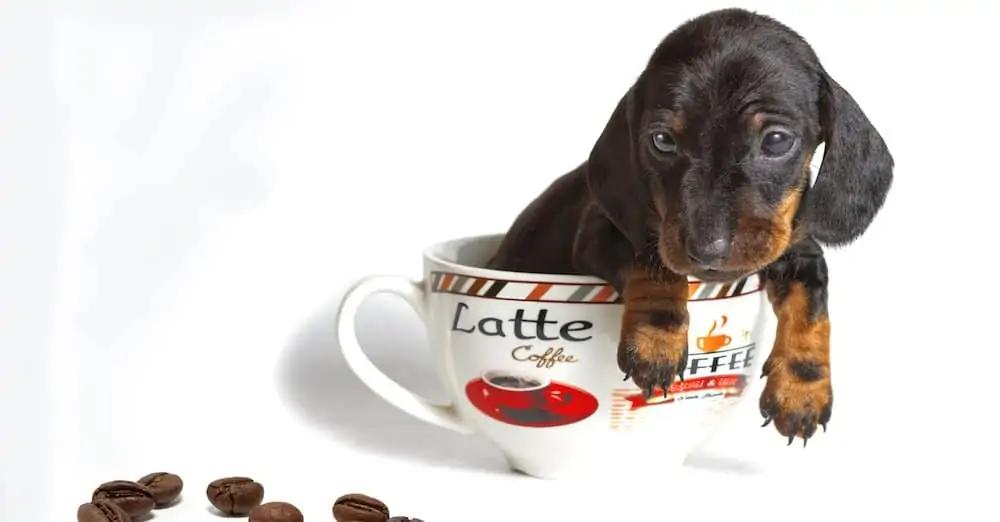 Safe Alternatives to Caffeine⁤ for Your Furry Friend