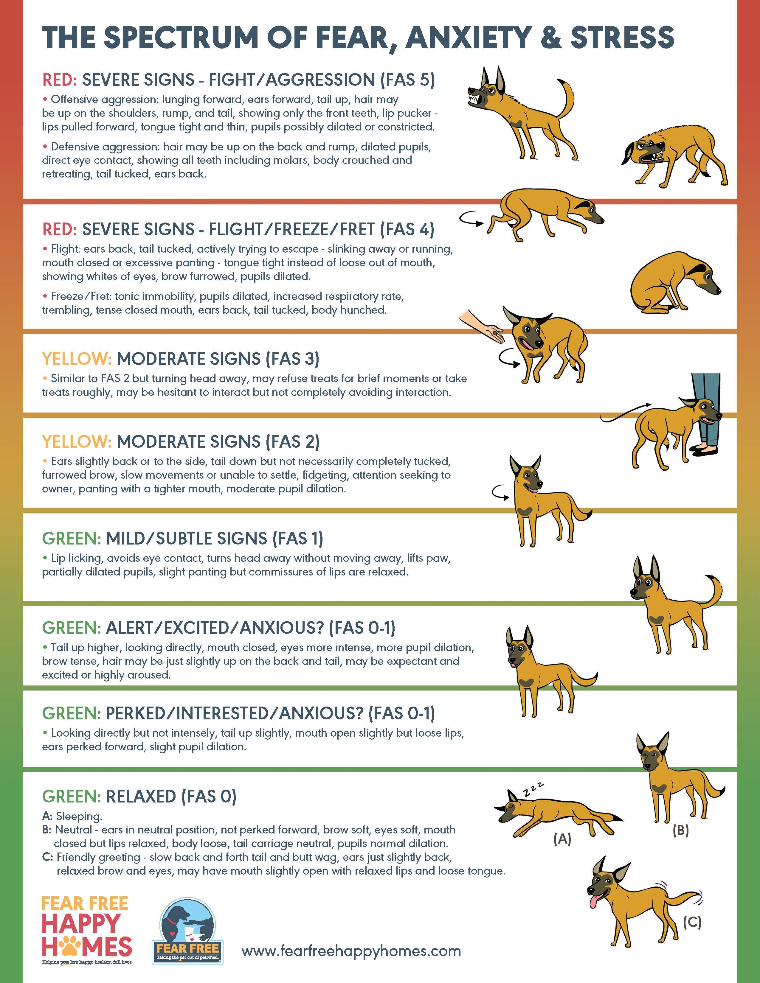 Understanding Your Dogs Behavior and Recall Abilities