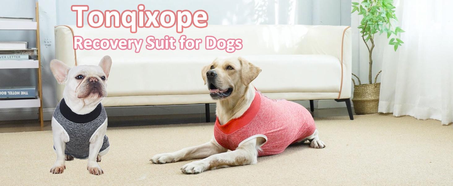Creating a Comfortable Recovery Space for Your Furry Friend