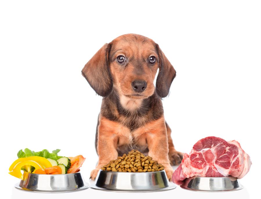 Understanding Canine Nutrition: The Basics of Plant-Based Diets