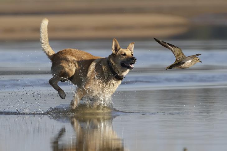 Understanding Your‍ Dogs Instincts and Behavior