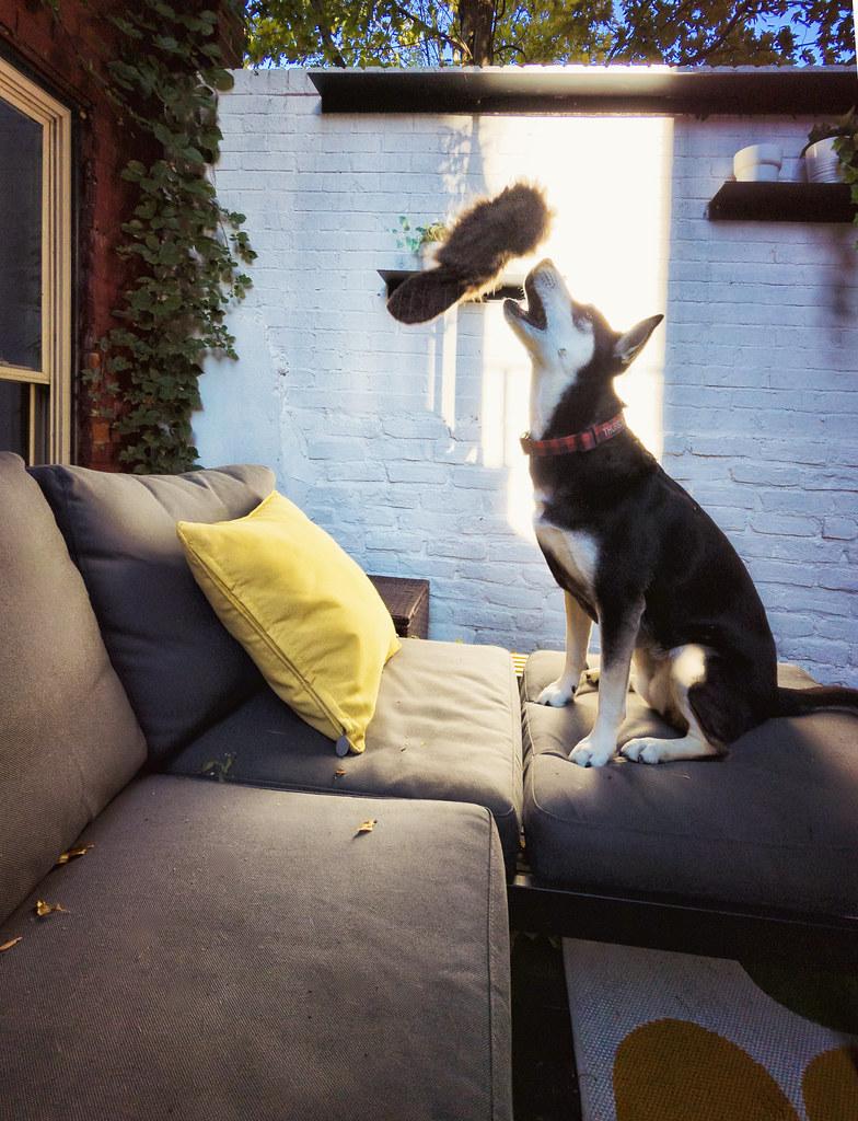 Understanding the Canine Instinct Behind Squeaky Toys