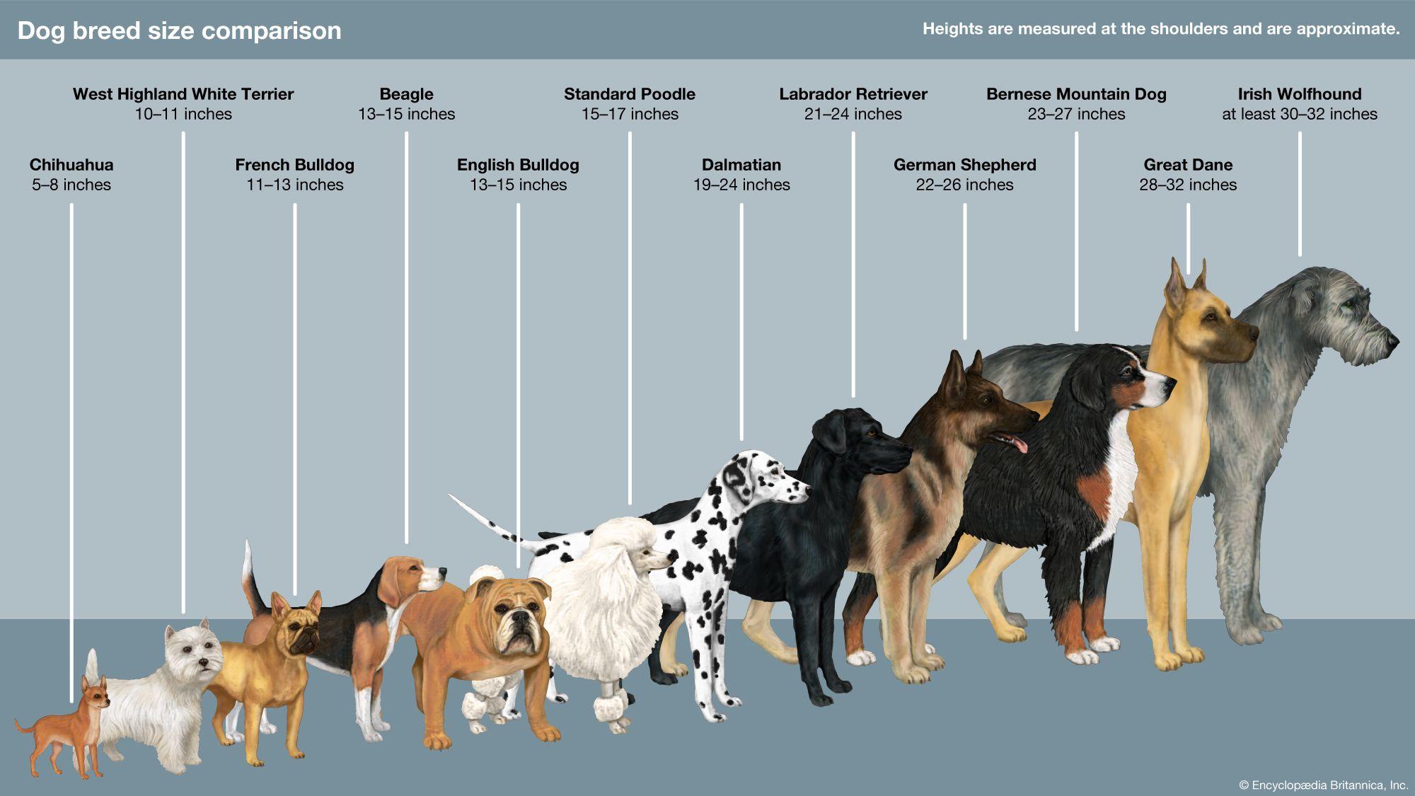 Understanding Breed-Specific Behaviors and Their Impact on Safety