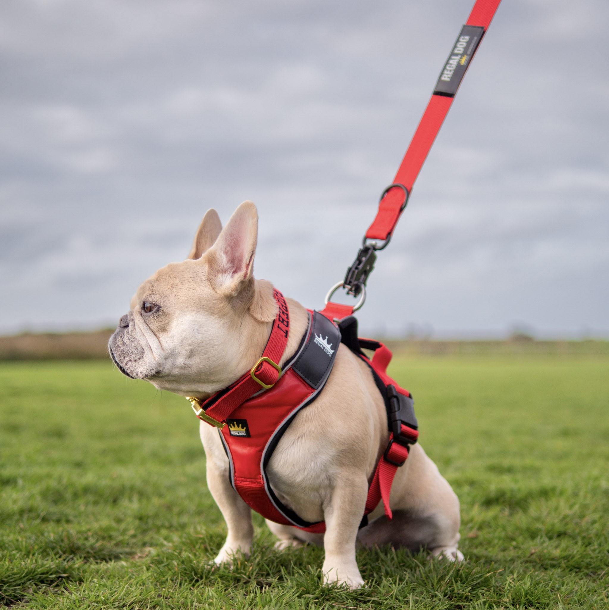 Understanding the Benefits and Drawbacks of Dog Harnesses