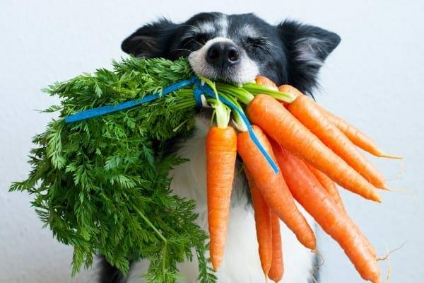 Choosing the Right Vegetables for Your Canine