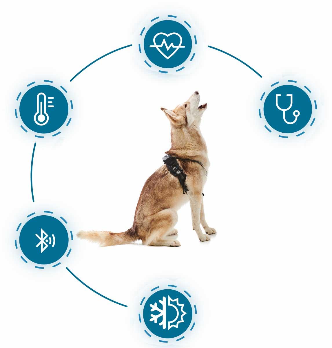 Monitoring Your Dogs Health After Introducing Bone Marrow
