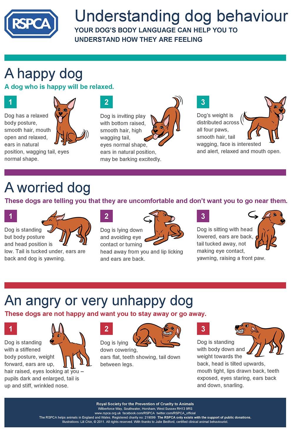 Understanding Canine Behavior and Body Language