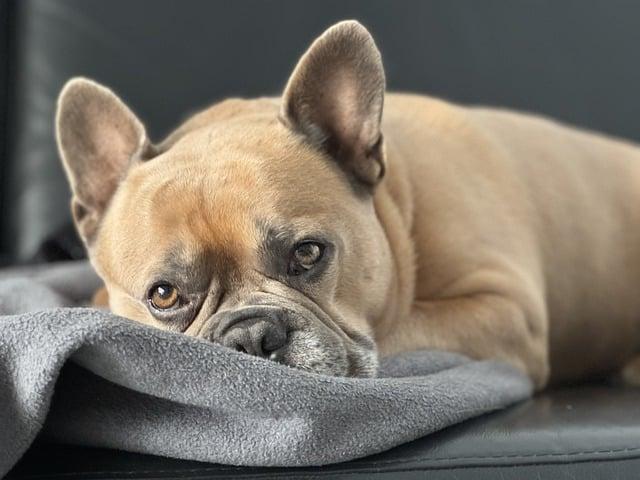Create a Cozy and Safe Travel Environment for Your Furry Friend