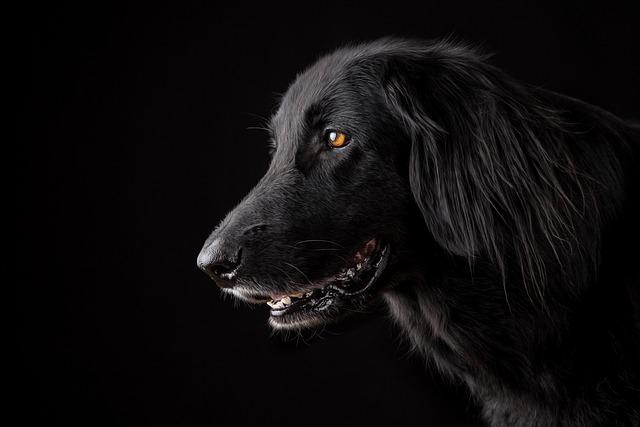 Understanding the Unique Needs of Double Coated Breeds