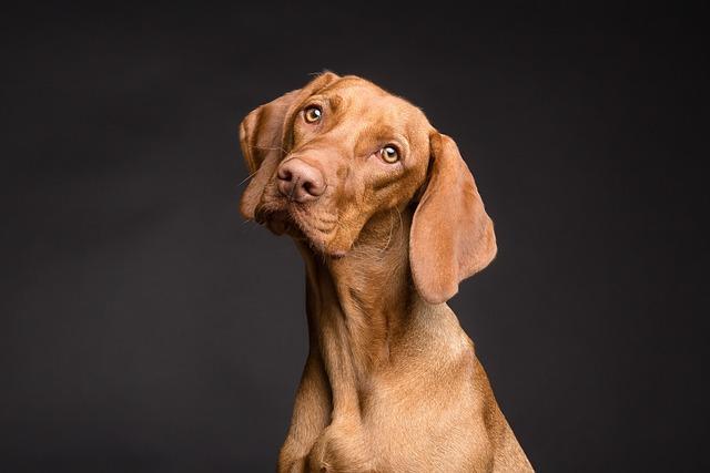 Listening to the Bark: Understanding Vocal Signals