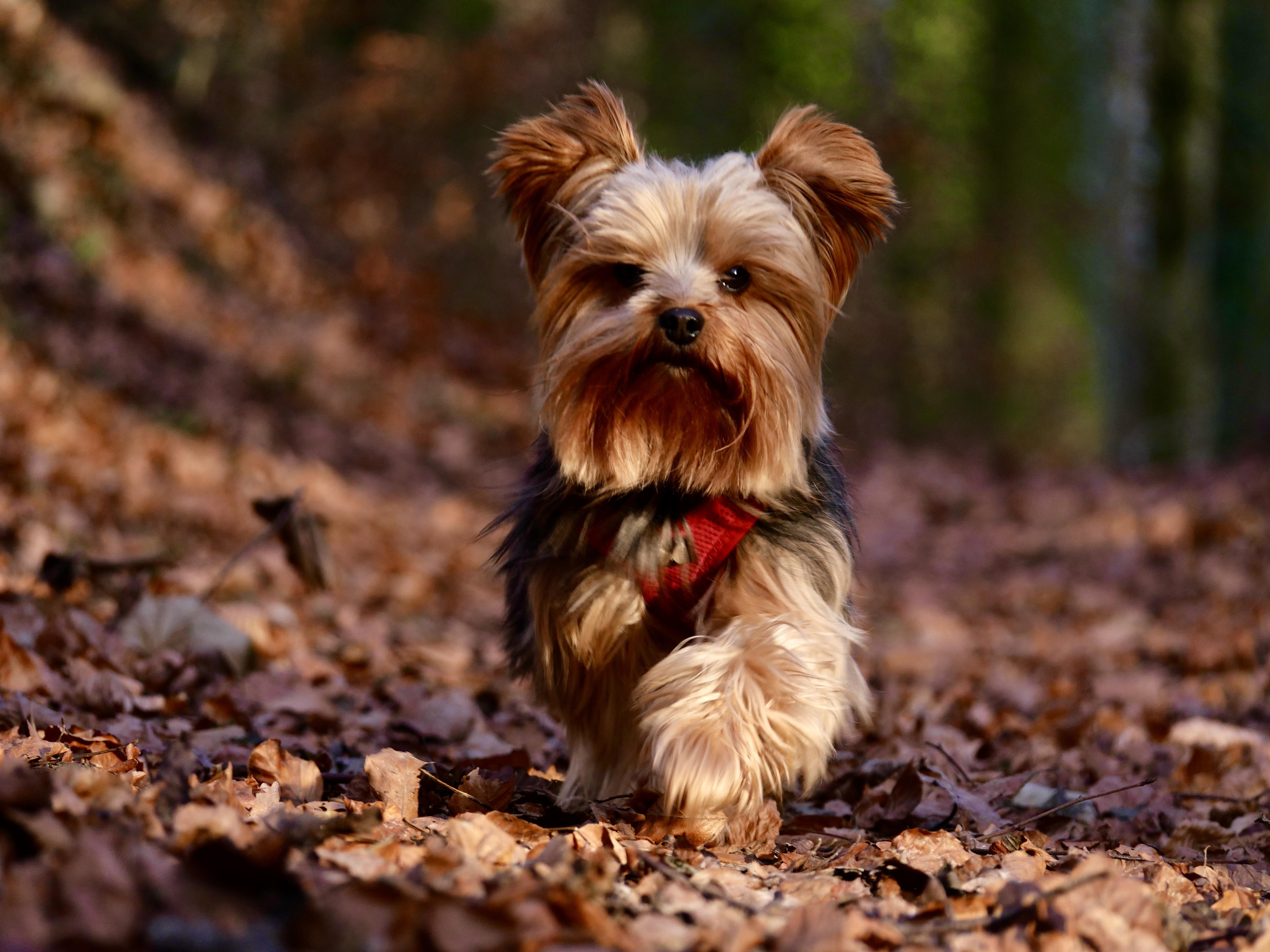 Understanding the Science Behind Dental Dog Toys