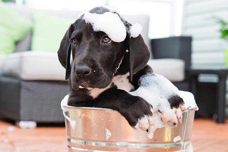 Mastering Bath Time Techniques for a Happy Pup