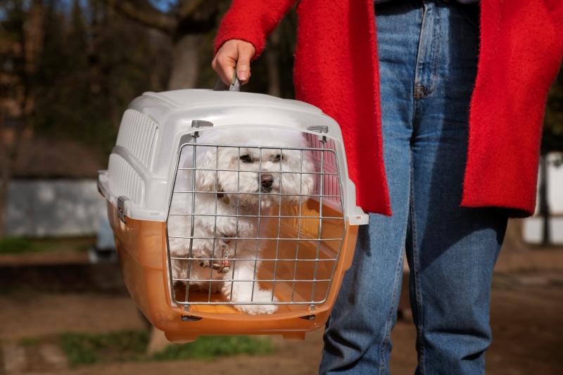 Choosing the Right Crate for Your Canine Companion