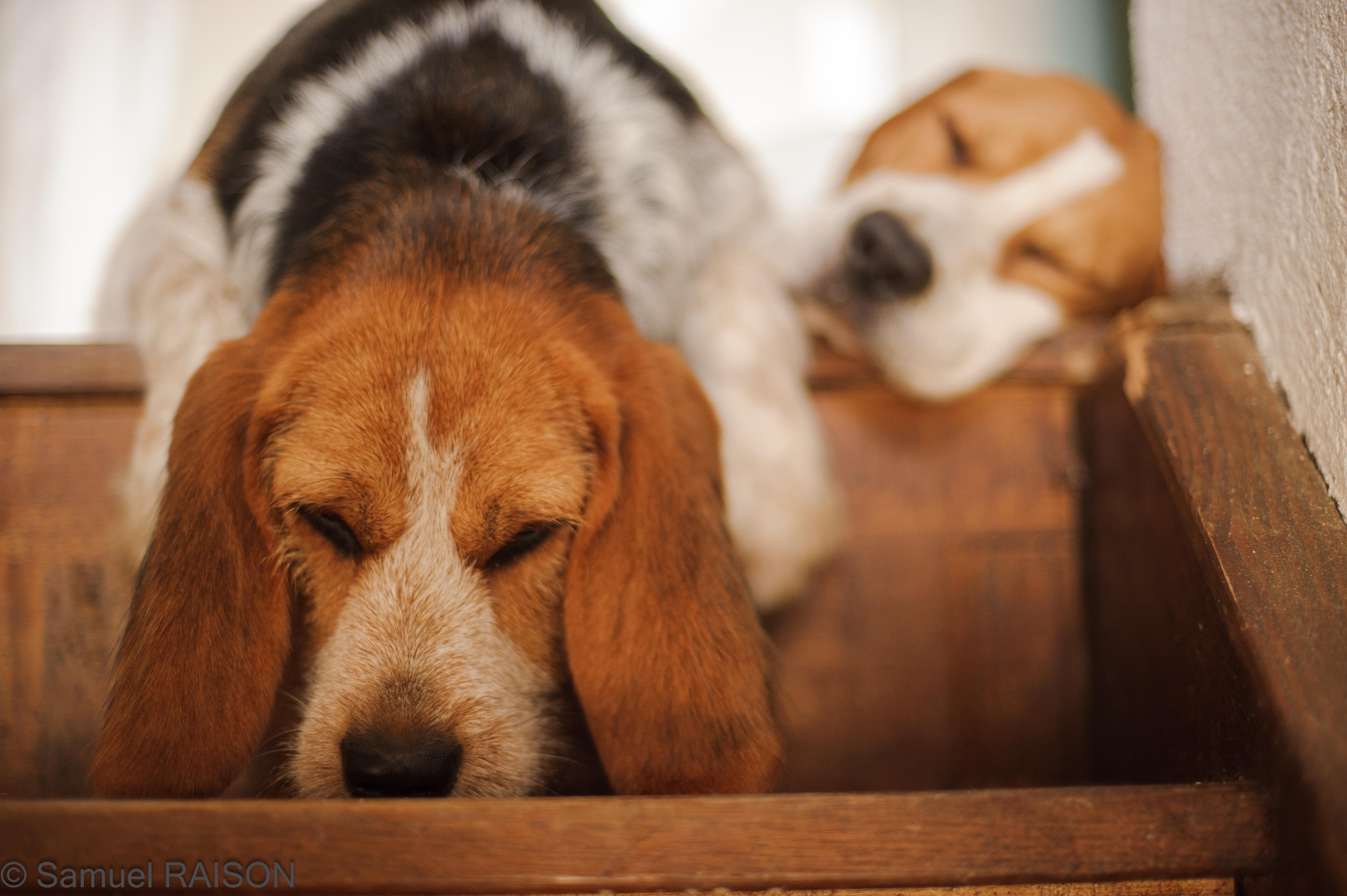 Recognizing Signs of Fatigue and Stress in Your Dog