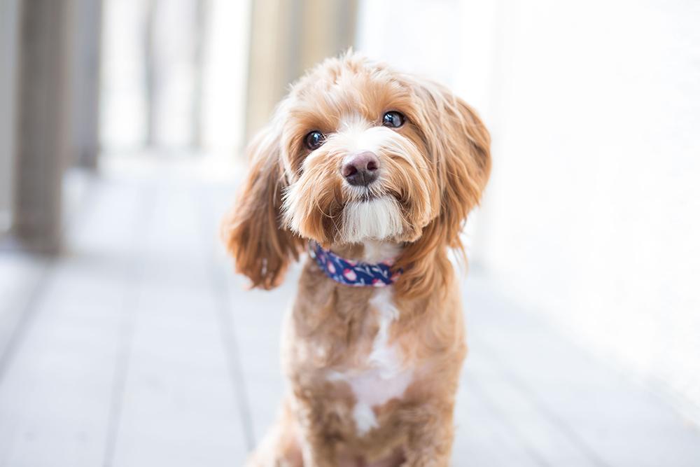 Essential Brushing Techniques for Healthy Puppy Coats