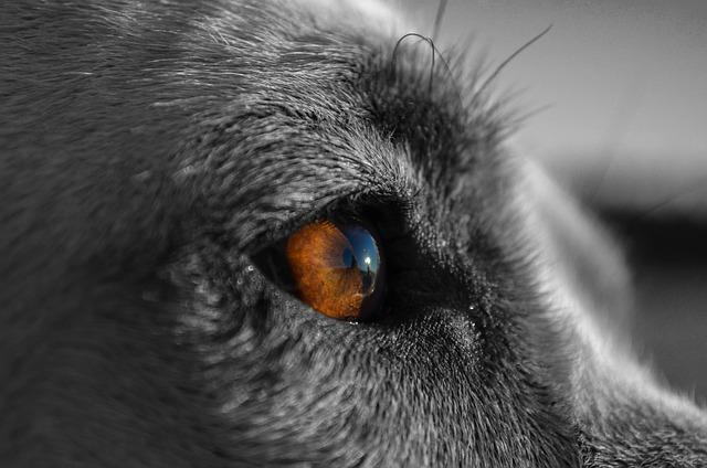 Understanding Your Dogs Instincts and Triggers