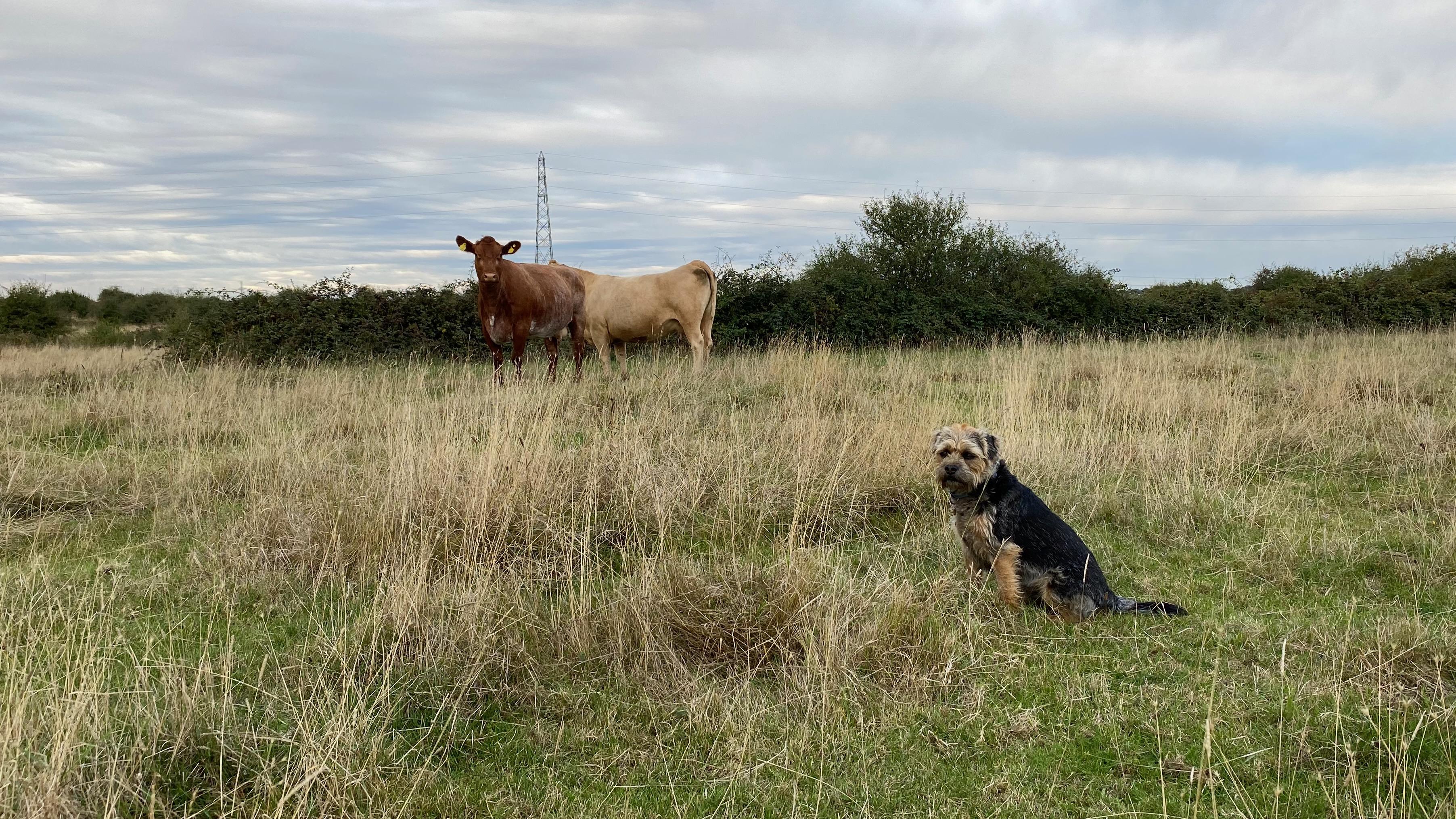 Building Trust Through Consistent Training