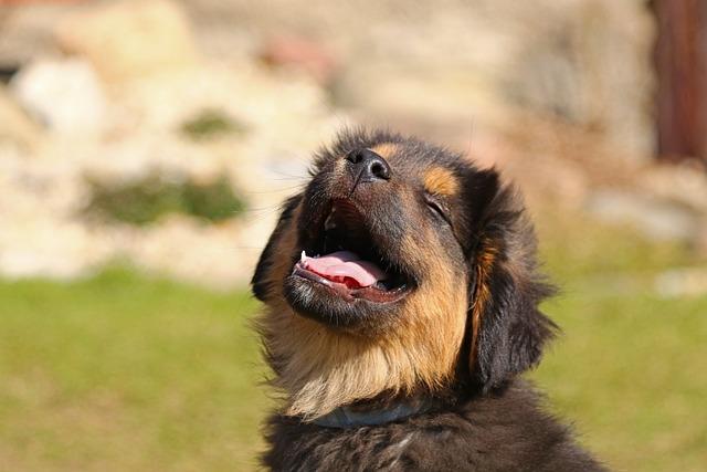 Monitoring Health and Wellness Milestones in Your Puppy’s First Year