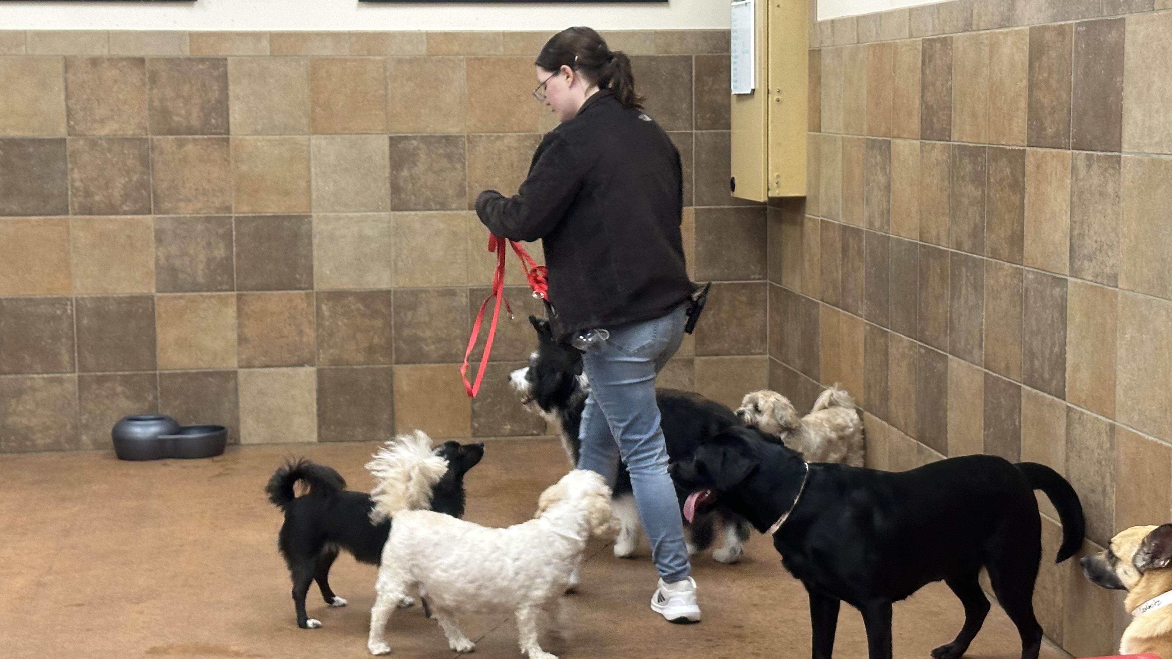 Avoiding Common Pitfalls in Puppy Training