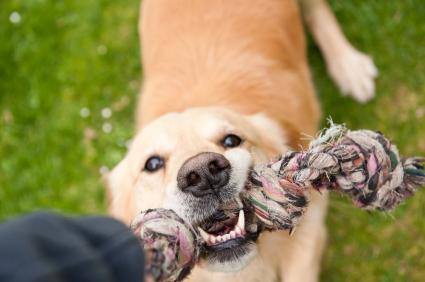 Understanding the Benefits of Tug of War for ‌Your Dog