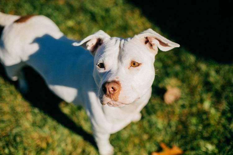Understanding Your Short-Coated Dogs Grooming Needs