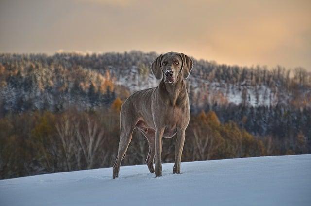 Understanding Canine Communication for Trust​ Building