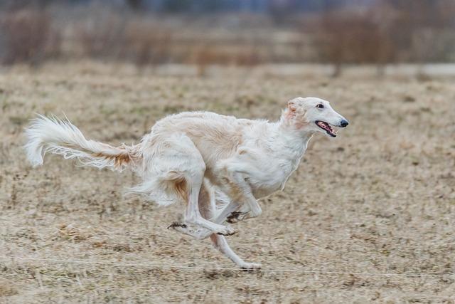 Mastering Agility Courses: Tips for Beginners and Enthusiasts