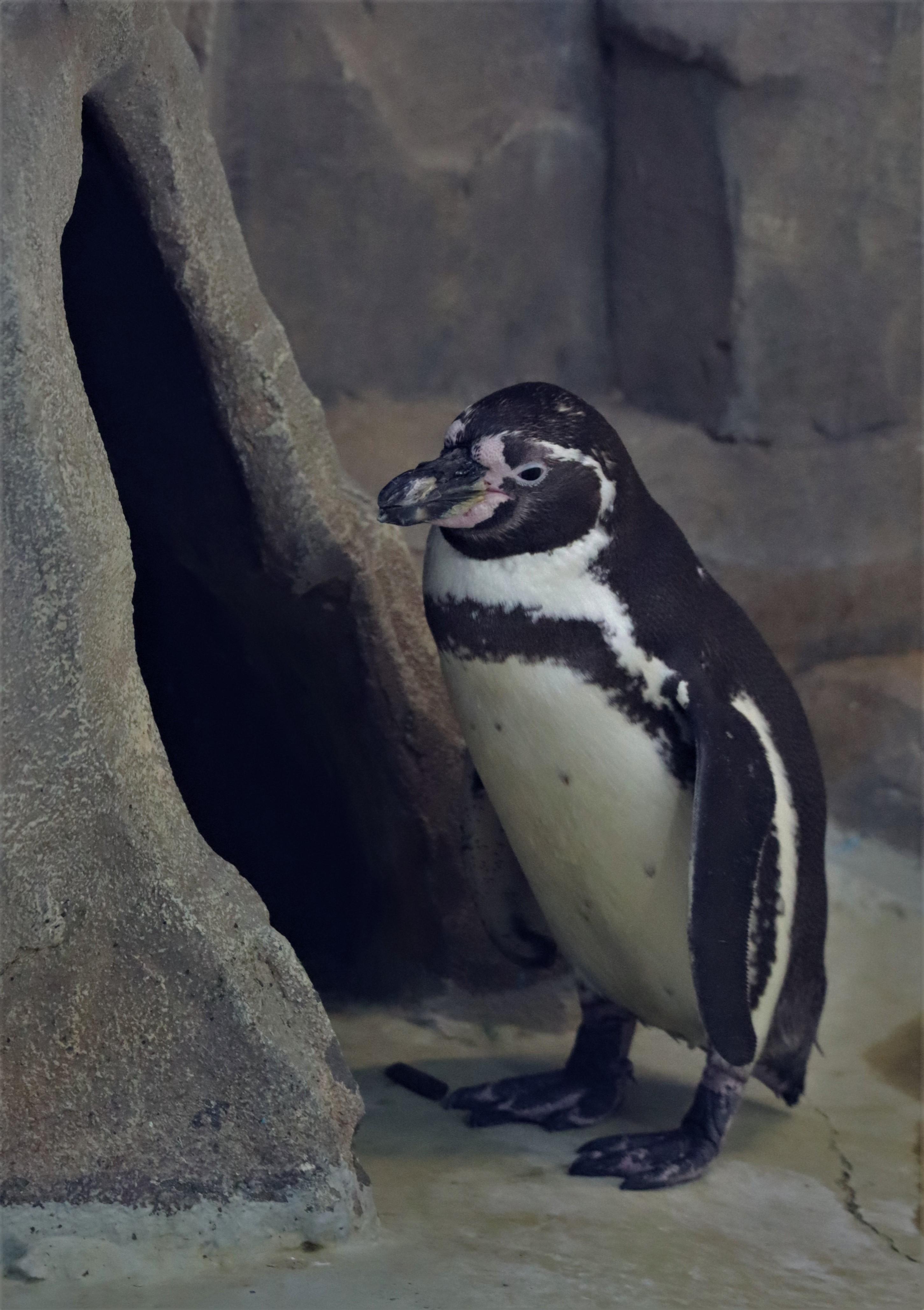 Balancing Protein, Fats, and Carbs for Optimal Canine Vitality