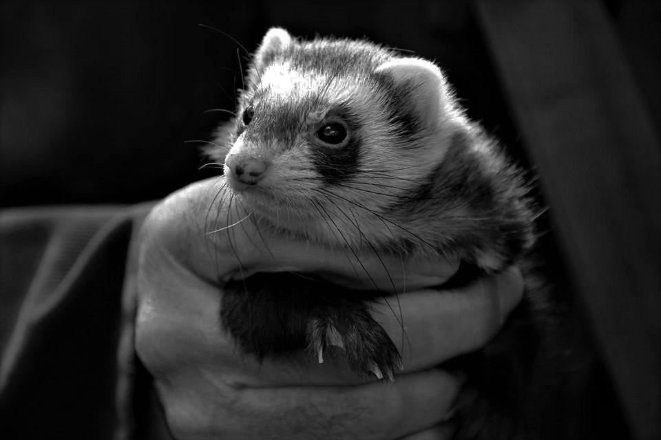 Exploring Ethical Alternatives: Creative Expression Without Harm