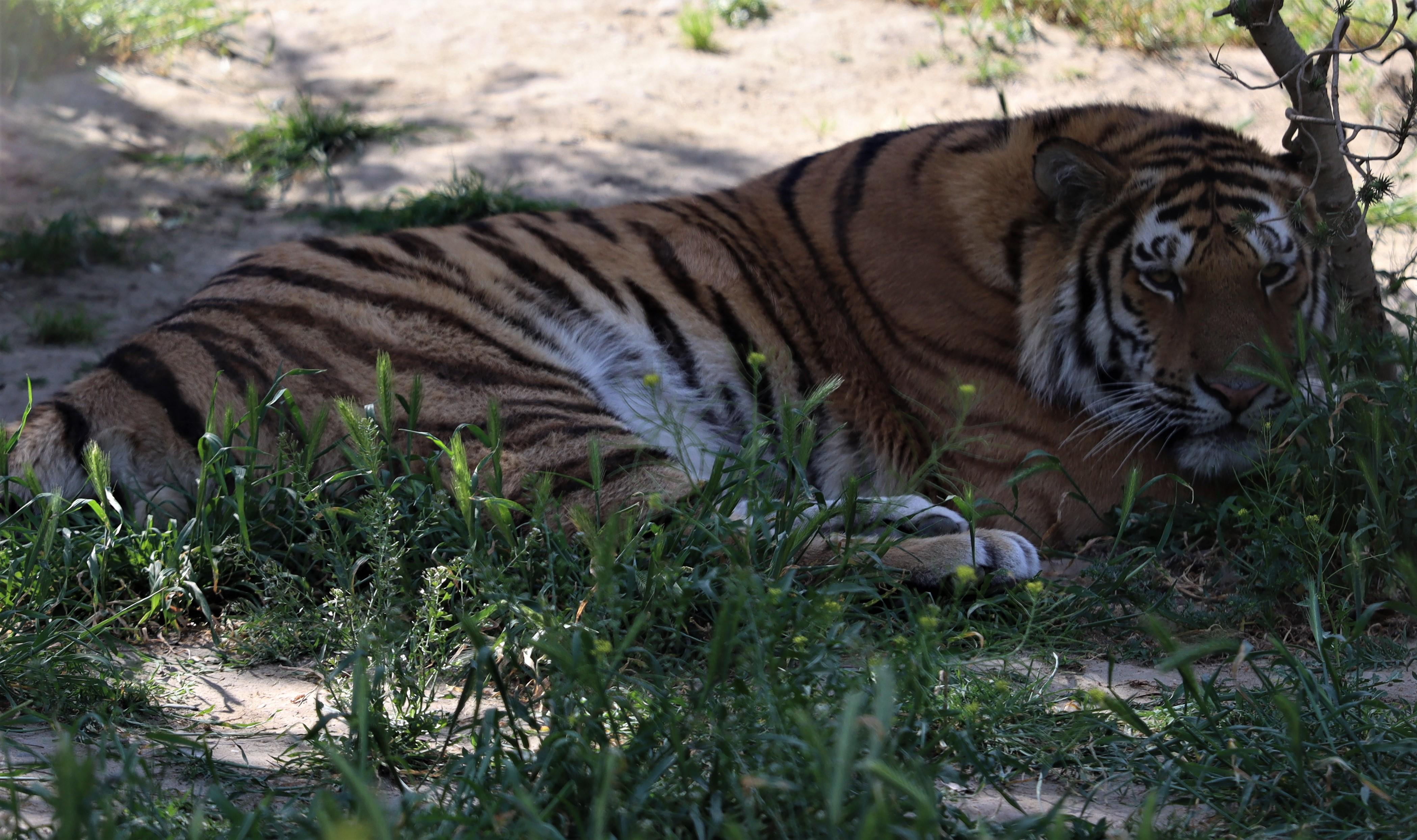Creating a Consistent Grooming Routine