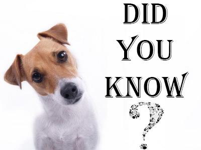 Understanding Why Dogs Chew on Wires