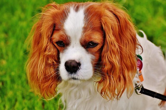 Creating a Safe Environment for Off Leash Adventures