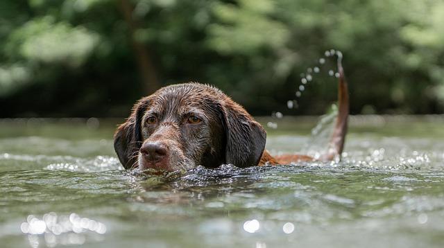 Ensuring a Dog-Friendly Campsite Environment