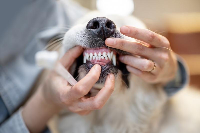 When to Seek Professional Veterinary Dental Care