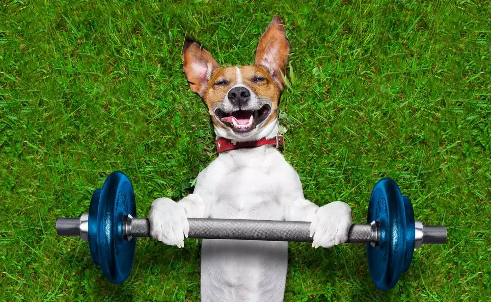 Regular Exercise and Fun Activities to Keep Your Dog Active