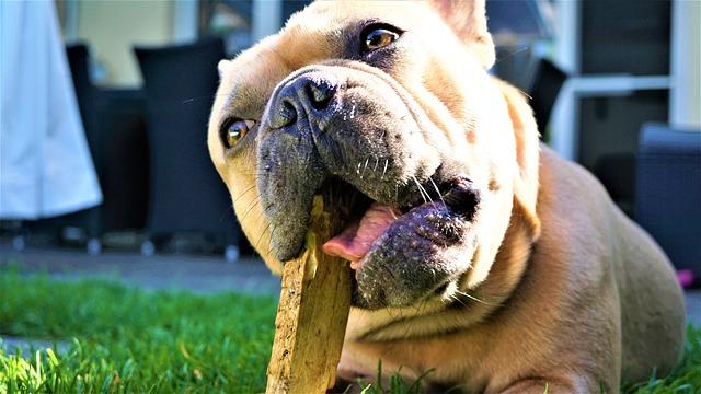 Choosing the Right Dental Chews for Your Dog