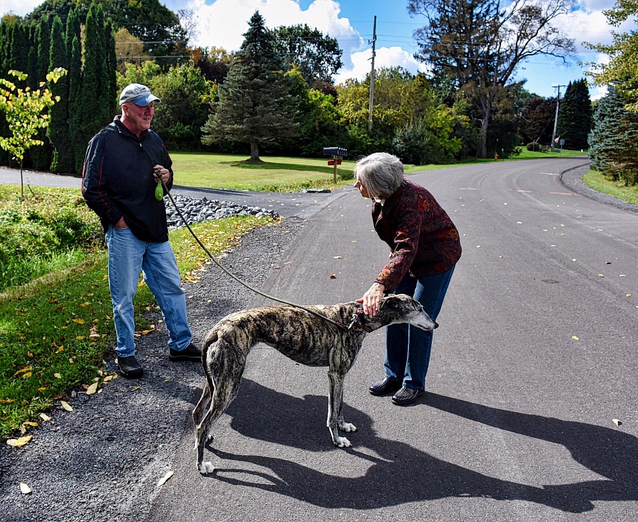 Understanding Your Rescue Dogs Unique Needs