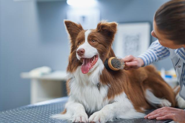 Bathing Essentials for Long-Haired Breeds