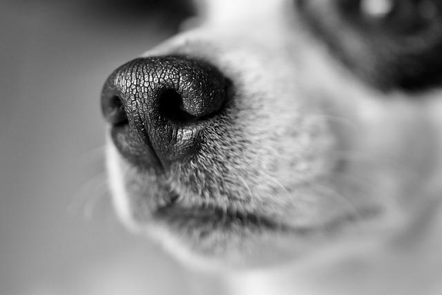 Creating a Safe Space for Kids and Pets
