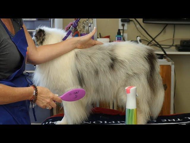 Mastering the Brushing‍ Techniques for Different Coat Types